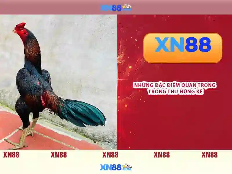 Tong quan xn88 apk