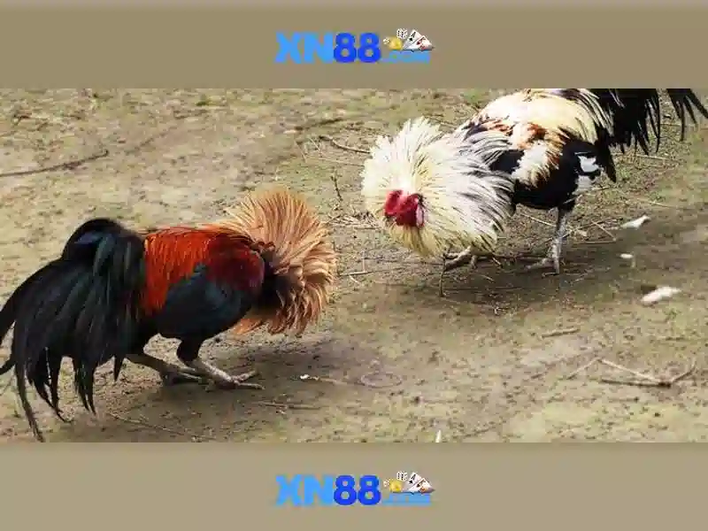 Hỗ trợ người dùng và tương thích