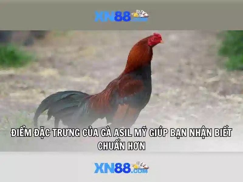 Xn88: một cái nhìn tổng quan về nền tảng cá cược trực tuyến