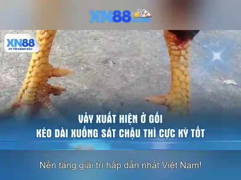 Xn88: Nền tảng cá cược trực tuyến an toàn và đa dạng